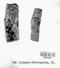 Cytispora chrysosperma image
